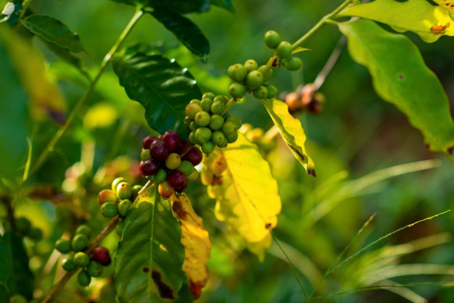 A Journey Through the Rich Coffee Plantations of Puerto Rico