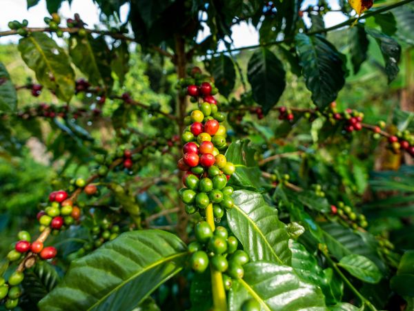 A Journey Through the Rich Coffee Plantations of Puerto Rico